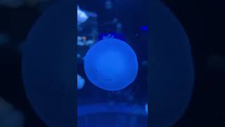 Cantiknya Ubur-ubur glow in the dark🦑 #jellyfish #aquarium #bxsea #shortvideo