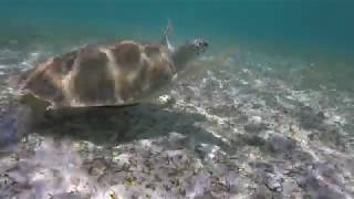 Snorkeling @ Paradise Cove, Bahamas