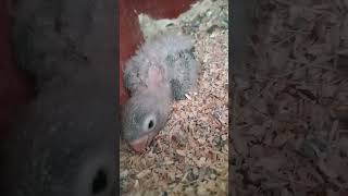 Chick of Blue Personata Grown Up 》5 Months Old Cockatiel Laid Eggs, Male Incubating 》@aanch News 》