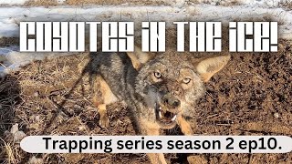 coyote trapping  in frozen ground, (trapping series season 2 ep 10)