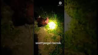 Serunya berburu ayam hutan di malam hari