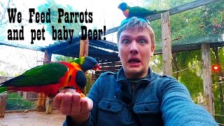 AriVlog 6  We feed Parrots and pet Deer!