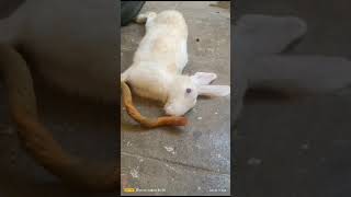 Sanjivani stick rabbit 🐇 test || Call me Sadab 8459487861