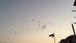 Birds at Al Ghubaiba Abra station area