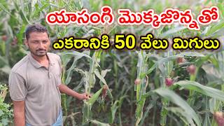 ఎకరానికి 50 వేలు మిగిలింది maize farming @MalleshAdla