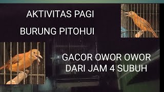 Burung Pitohui Cucak Emas Gacor