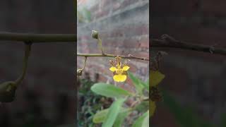 cebolla? 😳 🤔 oncidium cebolleta ©°®