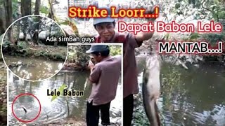 Mantab...!Dapat Lele Babon