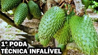 COMO FAZER 1° PODA DA GRAVIOLA |Tenha mais frutos com essa dica!