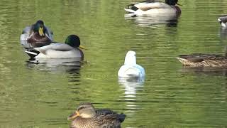 Vivaldi e os patos do rio Lima