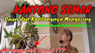 Penyebab Kantong Semar (Nepenthes) Daun dan Kantongnya Mengering