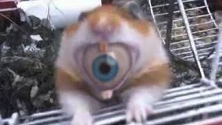 Hamster Eyeball?