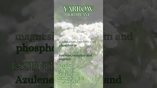 Yarrow - Achillea millefolium