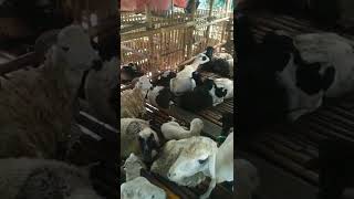 Ngintip, Detik detik indukan kambing kurban pada tidur siang #shorts