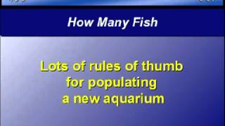 Aquarium Set-Up Tip - 6 - How Many Starter Fish in a New Set-Up?