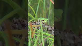 Tree Frog On A Longleaf Pine