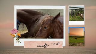 Cavalli: La Bellezza della Natura in Movimento 🌾🐎