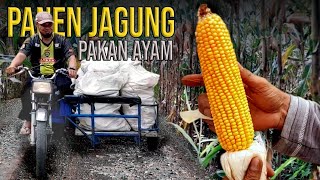 Panen 🌽 Jagung Pakan Ayam Pioneer P32, Hasilnya?