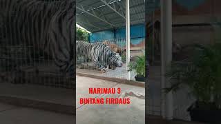 HARIMAU BESAR LIAR