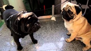 Angry pugs ^_^