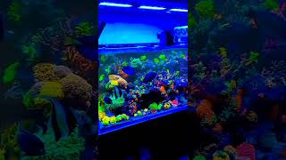 marine setup #shorts #aquarium #trending