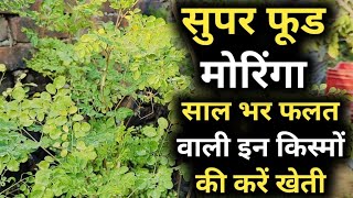 Super Food Moringa सहजन की साल भर फलत देने वाली इन किस्मों की करें खेती,बारहमासी सहजन की सफल किस्में