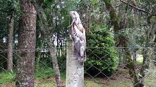 URUTAU, pássaro fantasma, dormindo durante o dia