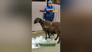 (37)🔥🔥🐑 Гиссар кой сразу сатылды