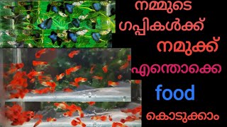 Best food for guppies//വീട്ടിലെ ഗപ്പികൾക്ക് നമുക്ക് എന്തൊക്കെ ഫുഡ്‌ കൊടുക്കാം/#guppy//#farm