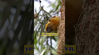 Baya Weaver Amazing Architects #shorts #wildlife #nature #travel #environment