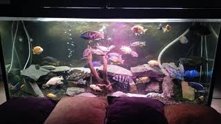 Relax with African Cichlid's aquarium tank