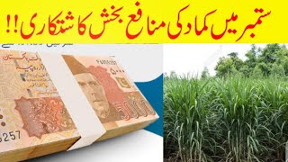 sugarcane cultivation in punjab/ punjab Agriculture/ kisan کماد کی ستمبر کاشت