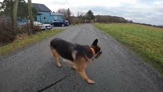 German shepherd on walk. Eros på tur. 09.11.2024. still you tubes most boring video part 2