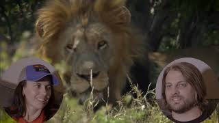 🤯😱🦁 Lion Whisperer REACTION Walking with WILD African Lions - Brazilian REACTS First Time Watching