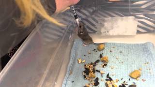 Baby Deer Mouse meal-time cuteness