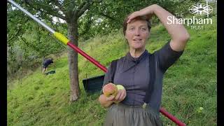 Apple harvesting in Sharpham's organic orchards