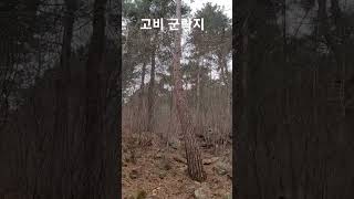 고비군락지 환경개선 #고비