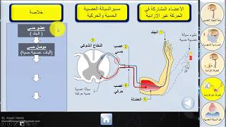 الجهاز العصبي || 3- الحركة غير الإرادية ( الإنعكاس الشوكي )