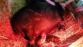 Gilley the Kunekune pig farrowing number #3