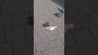 Bury's famous pink pigeon