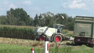 Maishäckseln mit der Raubkatze Claas Jaguar 970 und Orbis 750 und Fendt Vario 724 mit Lohnunternehme