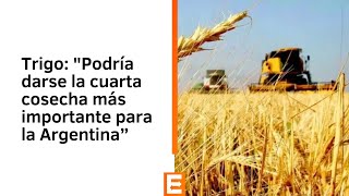 Trigo: "Podría darse la cuarta cosecha más importante para la Argentina”