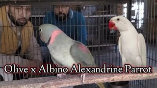 @honeybirdavairy3230 Olive x Albino Alexandrine Parakeet Ki Breeding Progress | Raw | Ringneck