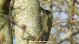 Green Woodpecker