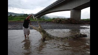 Hand Feeding the Largest #Crocodile in Central America #Croc Man Tour, #CostaRica)(#Shorts)