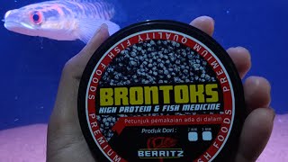 PELET BRONTOKS | KOMBINASI RED SEEKERS DAN PELET BRONTOK!