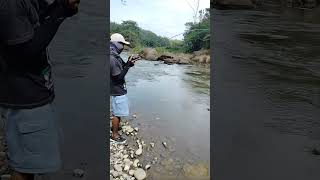 Streeeek predator HAMPALA ARUS deras !!! #shorts #castinghampala #mancinghampala #shortvideo