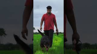 Kaala The Rottweiler #tamil #tamiltrending #rottweilerlovers #tamilvlogs  #tamilstatus #tamilsong