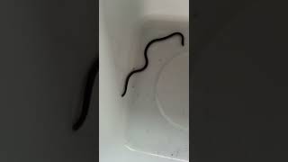 Oui encore des serpents à Tahiti #snake