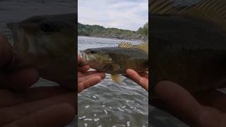 FISHING Quick Hits Smallmouth Season #shorts